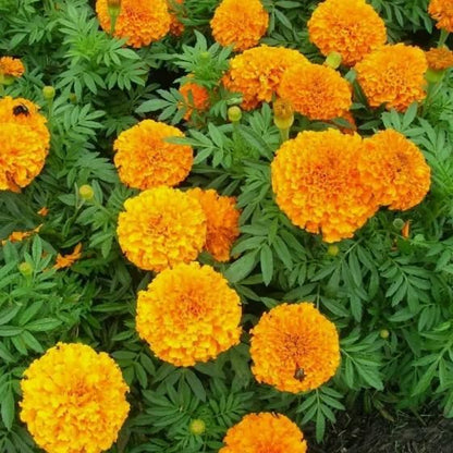 Orange Marigold Seeds ihrux3-82