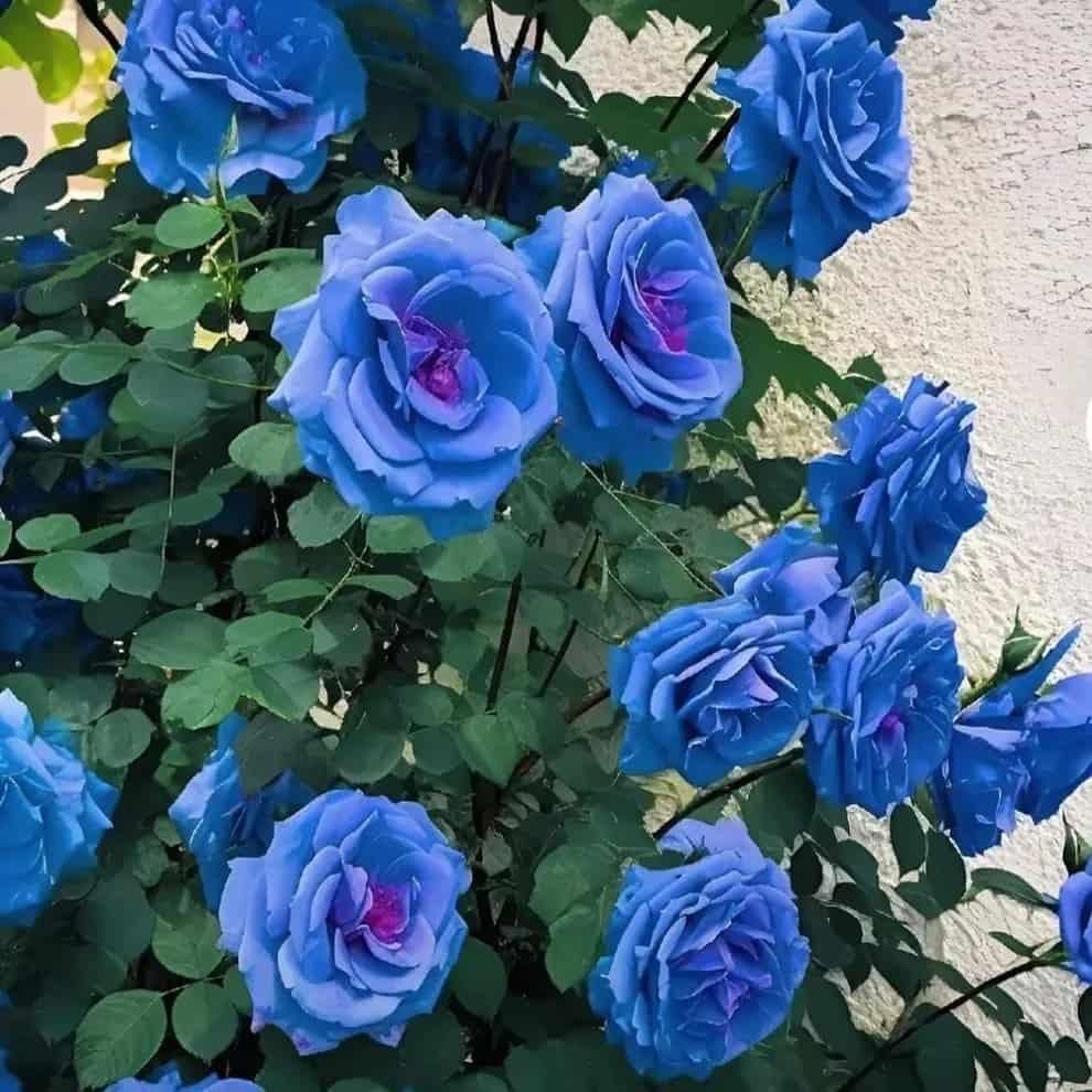 Blue Climbing Rose Seeds ihrux3-82