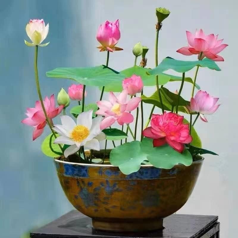 Bonsai Lotus Flower Seeds ihrux3-82