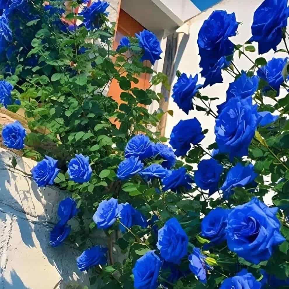 Blue Climbing Rose Seeds ihrux3-82