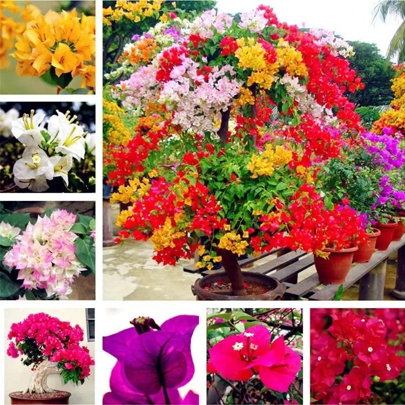 Mix Colour Bougainvillea Flower Seeds For Home Garden ihrux3-82