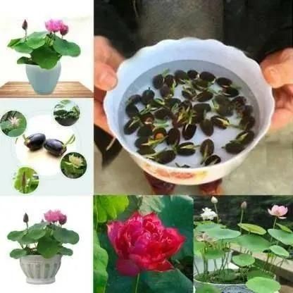 Bonsai Lotus Flower Seeds ihrux3-82