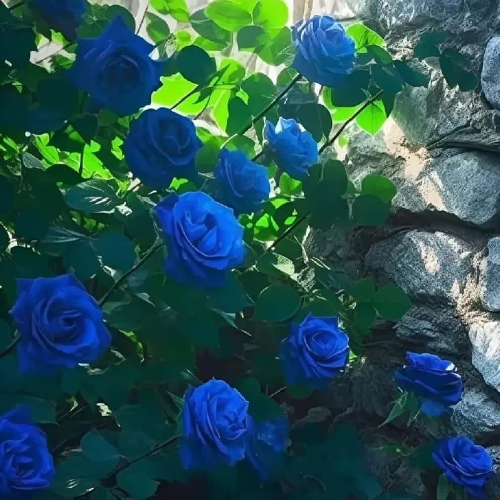 Blue Climbing Rose Seeds ihrux3-82