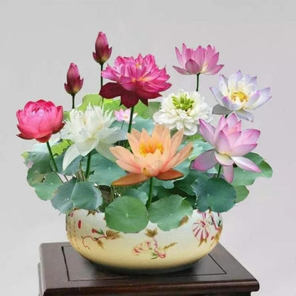 Bonsai Lotus Flower Seeds ihrux3-82