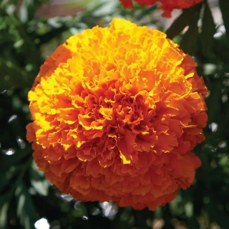 Orange Marigold Seeds ihrux3-82